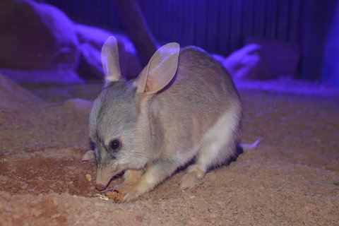 Kuranda Wildlife Experience Three Attraction Pass - Accommodation Brisbane 0
