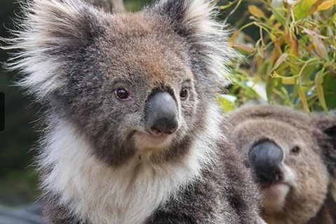 Kuranda Koala Gardens General Entry Ticket - Accommodation Brisbane 1