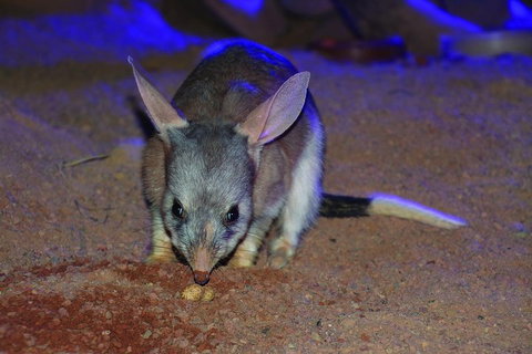 Kuranda Koala Gardens General Entry Ticket - Accommodation Brisbane 3