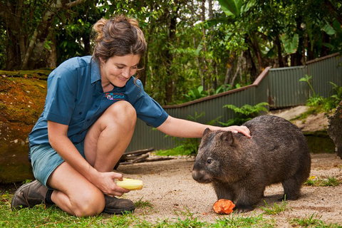 Kuranda Koala Gardens General Entry Ticket - Accommodation Brisbane 4