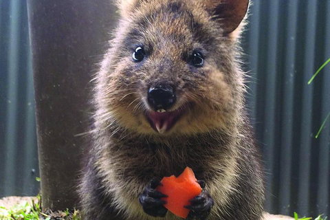 Kuranda Koala Gardens General Entry Ticket - Accommodation Brisbane 5