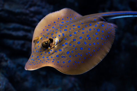 Cairns Aquarium Tour By Twilight With Drink And Appetiser - Accommodation Brisbane 0