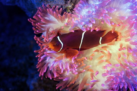 Cairns Aquarium Tour By Twilight With Drink And Appetiser - Accommodation Brisbane 5