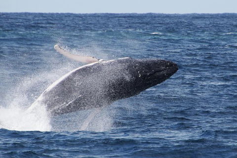 Whale Watching By Sea World Cruises - Accommodation Brisbane 0