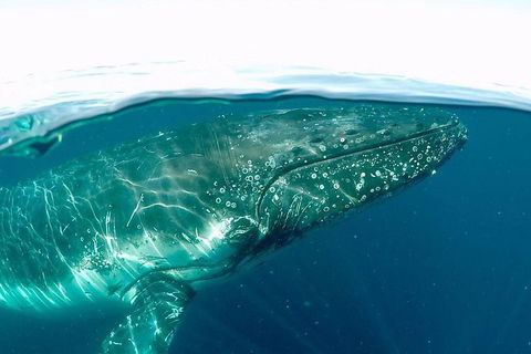 Whale Watching By Sea World Cruises - Accommodation Brisbane 2
