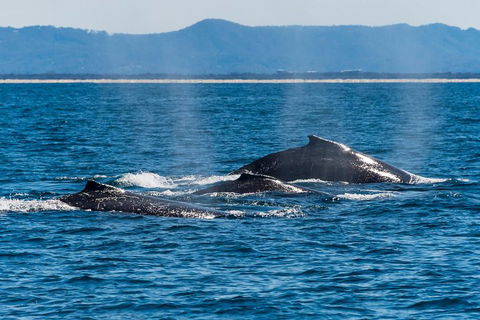 Whale Watching By Sea World Cruises - Accommodation Brisbane 4