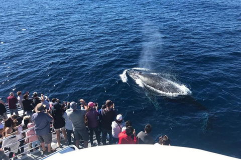 Whale Watching By Sea World Cruises - Accommodation Brisbane 5