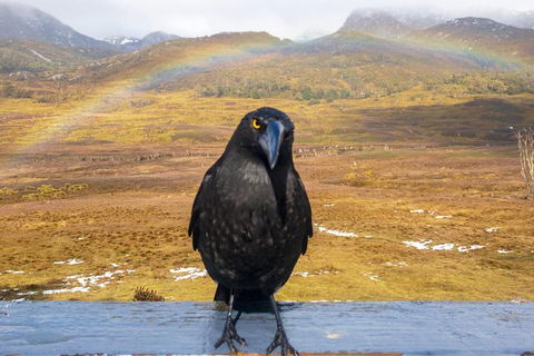 Cradle Mountain Park Explorer Guided Tour - Accommodation Brisbane 2