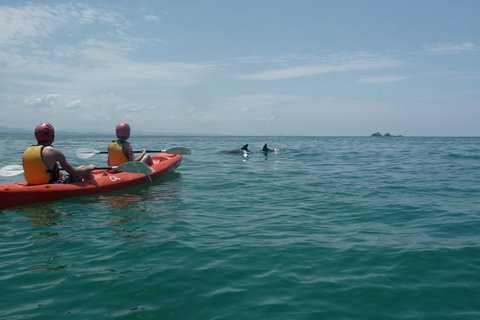 Kayaking With Dolphins In Byron Bay Guided Tour - Accommodation Brisbane 4