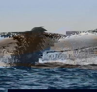 Sydney Whale-Watching Cruise Including Lunch or Breakfast - Accommodation Brisbane