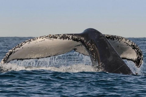 Sydney Whale-Watching Cruise Including Lunch Or Breakfast - Accommodation Brisbane 0