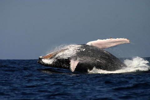 Sydney Whale-Watching Cruise Including Lunch Or Breakfast - Accommodation Brisbane 1
