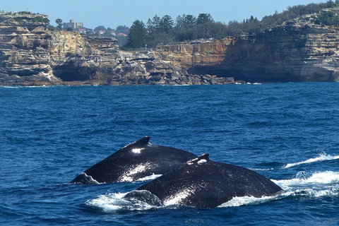 Sydney Whale-Watching Cruise Including Lunch Or Breakfast - Accommodation Brisbane 2