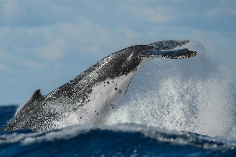 Sydney Whale-Watching Cruise Including Lunch Or Breakfast - Accommodation Brisbane 4