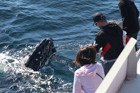 Sydney Whale-Watching Cruise Including Lunch Or Breakfast - Accommodation Brisbane 5