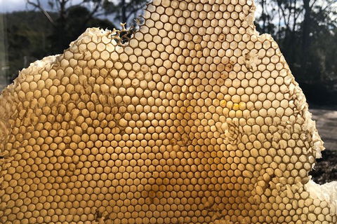 Bruny Island Day Tour, Includes Lunch And Exclusive Lighthouse Tour - Accommodation Brisbane 1