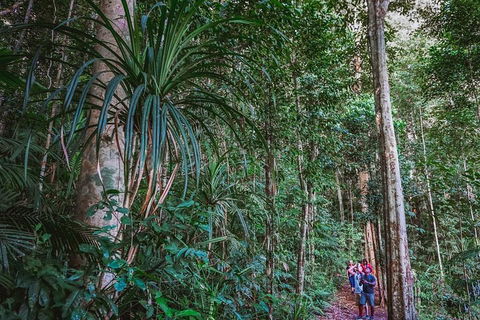 Atherton Tablelands Rain Forest By Night From Cairns - Accommodation Brisbane 0