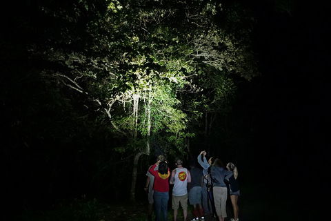 Atherton Tablelands Rain Forest By Night From Cairns - Accommodation Brisbane 2