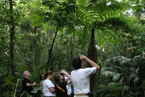 Atherton Tablelands Rain Forest By Night From Cairns - Accommodation Brisbane 3