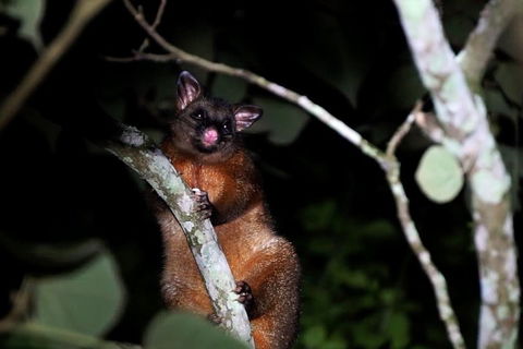 Atherton Tablelands Rain Forest By Night From Cairns - Accommodation Brisbane 4