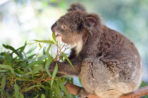 Blue Mountains Private Tour With Kangaroos & Koala Encounter - Accommodation Brisbane 0