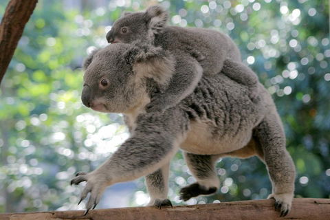 Lone Pine Koala Sanctuary Admission With Brisbane River Cruise - Accommodation Brisbane 0