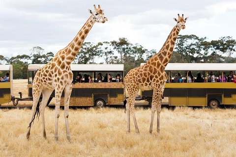 Werribee Open Range Zoo General Admission Ticket - Accommodation Brisbane 2