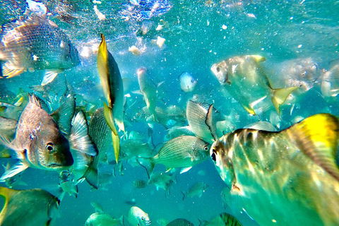 Moreton Island Day Trip (Kayak, Snorkel & Sandboard) Frm Brisbane Or Gold Coast - Accommodation Brisbane 1