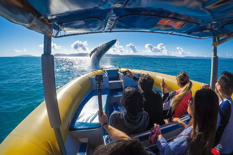 Ocean Rafting Tour To Whitehaven Beach, Hill Inlet Lookout & Top Snorkel Spots - Accommodation Brisbane 4