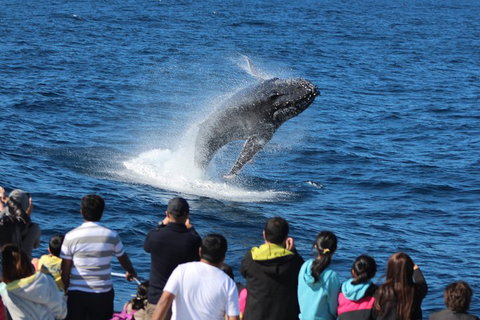Tangalooma Island Resort Whale Watching Day Cruise - Accommodation Brisbane 0