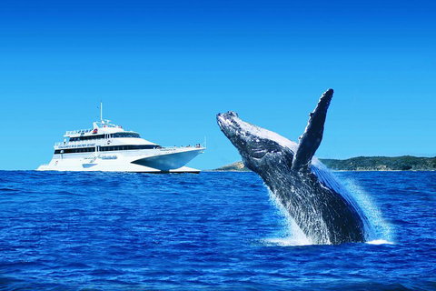 Tangalooma Island Resort Whale Watching Day Cruise - Accommodation Brisbane 1