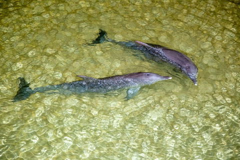 Tangalooma Island Resort Whale Watching Day Cruise With Dolphin Viewing - Accommodation Brisbane 0