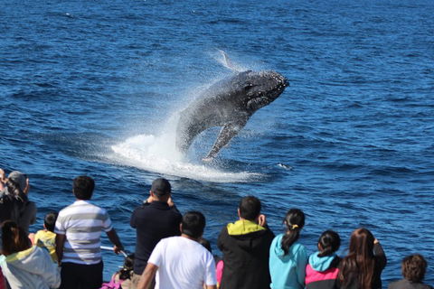 Tangalooma Island Resort Whale Watching Day Cruise With Dolphin Viewing - Accommodation Brisbane 1