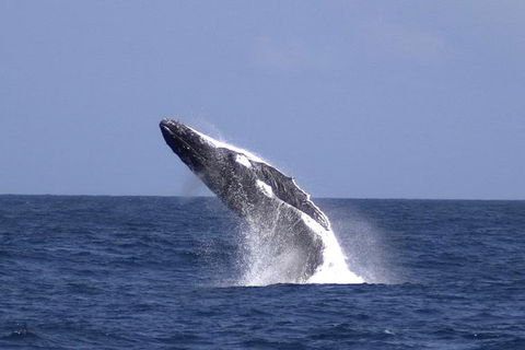 Tangalooma Island Resort Whale Watching Day Cruise With Dolphin Viewing - Accommodation Brisbane 4