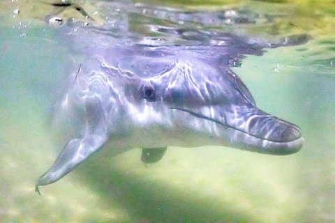 Tangalooma Island Resort Whale Watching Day Cruise With Dolphin Feeding - Accommodation Brisbane 0