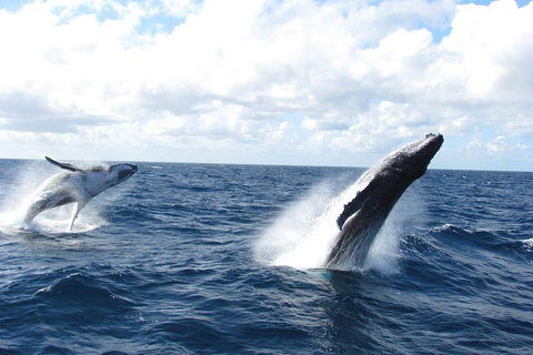 Tangalooma Island Resort Whale Watching Day Cruise With Dolphin Feeding - Accommodation Brisbane 1