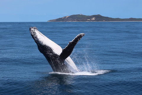 Tangalooma Island Resort Whale Watching Day Cruise With Dolphin Feeding - Accommodation Brisbane 3
