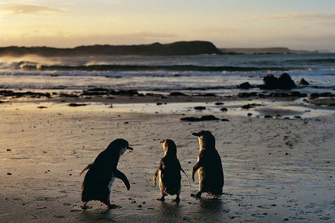 Small-Group Phillip Island Day Trip From Melbourne With Penguin Plus Viewing - Accommodation Brisbane 2
