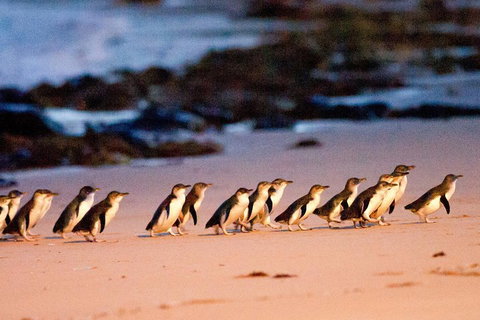 Small-Group Phillip Island Day Trip From Melbourne With Penguin Plus Viewing - Accommodation Brisbane 4