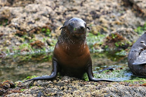 Phillip Island Seal-Watching Cruise - Accommodation Brisbane 0