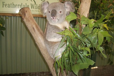 Blue Mountains Private Tour With Wildlife Park And River Cruise - Accommodation Brisbane 5