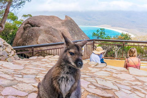 Wineglass Bay & Freycinet NP Full Day Tour From Hobart Via Richmond Village - Accommodation Brisbane 0