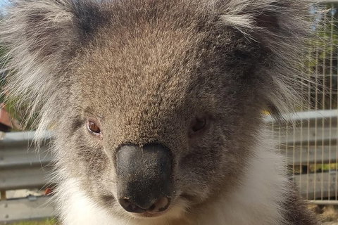 Full-Day Great Ocean Road Tour From Melbourne - Accommodation Brisbane 3