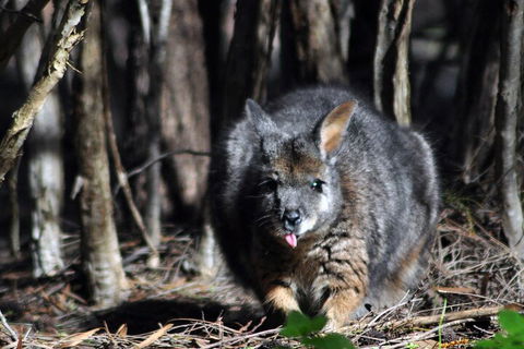 Small-Group Kangaroo Island 4WD Night Tour - Accommodation Brisbane 1