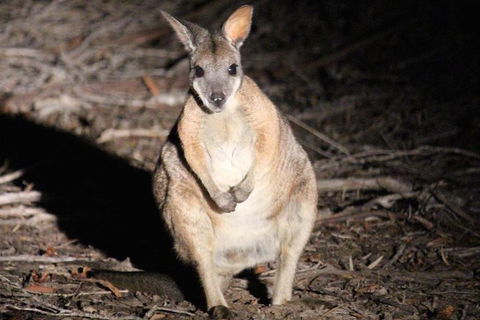 Small-Group Kangaroo Island 4WD Night Tour - Accommodation Brisbane 3