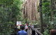 4-Day Cairns Ultimate Combo: Daintree Rainforest, Reef, Kuranda & Paronella Park - thumb 5