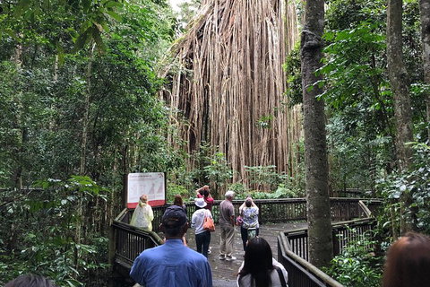 4-Day Cairns Ultimate Combo: Daintree Rainforest, Reef, Kuranda & Paronella Park - Accommodation Brisbane 5