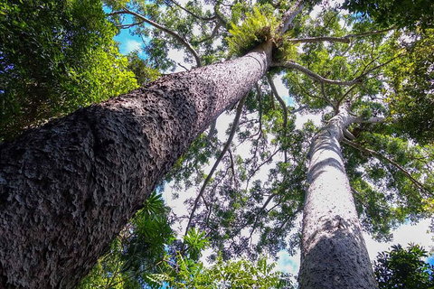 Paronella Park And Millaa Millaa Falls Full-day Tour From Cairns - Accommodation Brisbane 1