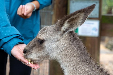 Private Blue Mountains Escape The Crowds SUV Tour - Accommodation Brisbane 2