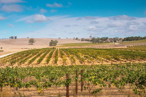 Barossa Valley Private Tour (from 2 To 11 People) - Accommodation Brisbane 2